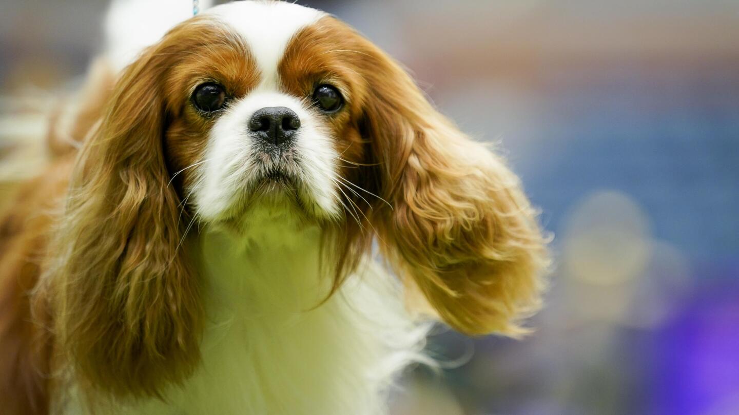Top cavalier store king charles breeders